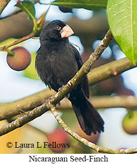 Nicaraguan Seed-Finch - © Laura L Fellows and Exotic Birding LLC