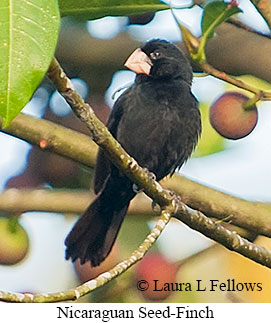 Nicaraguan Seed-Finch - © Laura L Fellows and Exotic Birding LLC Nicaraguan Seed-Finch - © Laura L Fellows and Exotic Birding LLC