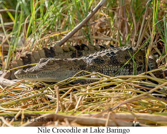 Nile Crocodile - © James F Wittenberger and Exotic Birding LLC