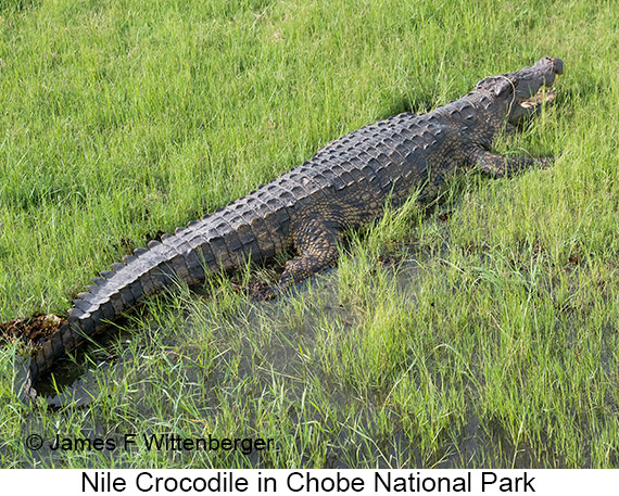 Nile Crocodile - © James F Wittenberger and Exotic Birding LLC