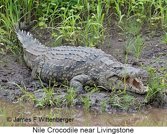Nile Crocodile - © The Photographer and Exotic Birding LLC