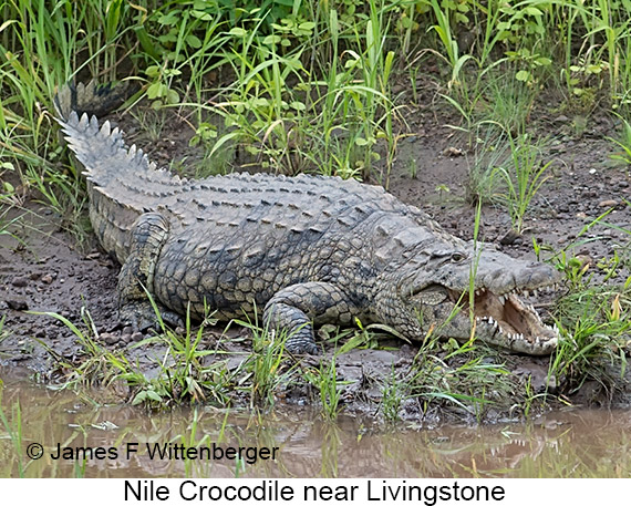 Nile Crocodile - © James F Wittenberger and Exotic Birding LLC