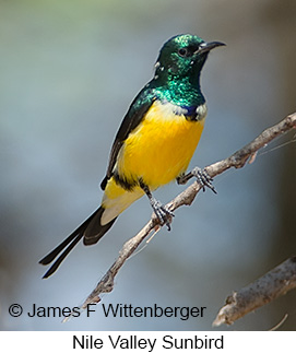 Nile Valley Sunbird - © James F Wittenberger and Exotic Birding LLC Nile Valley Sunbird - © James F Wittenberger and Exotic Birding LLC