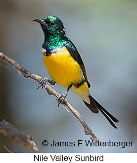 Nile Valley Sunbird - © James F Wittenberger and Exotic Birding LLC