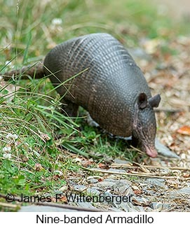 Nine-banded Armadillo - © James F Wittenberger and Exotic Birding LLC