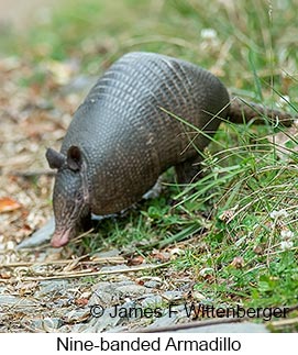 Nine-banded Armadillo - © James F Wittenberger and Exotic Birding LLC