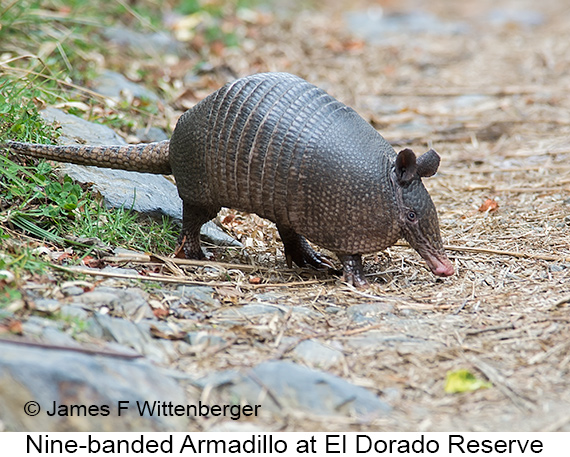 Nine-banded Armadillo - © James F Wittenberger and Exotic Birding LLC Nine-banded Armadillo - © James F Wittenberger and Exotic Birding LLC