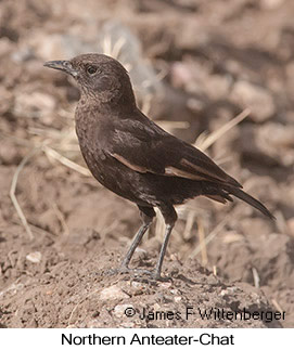 Northern Anteater-Chat - © James F Wittenberger and Exotic Birding LLC Northern Anteater-Chat - © James F Wittenberger and Exotic Birding LLC
