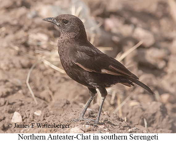 Northern Anteater-Chat - © James F Wittenberger and Exotic Birding LLC