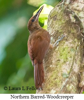 Northern Barred-Woodcreeper - © Laura L Fellows and Exotic Birding LLC