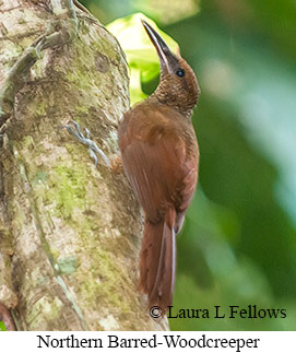 Northern Barred-Woodcreeper - © Laura L Fellows and Exotic Birding LLC Northern Barred-Woodcreeper - © Laura L Fellows and Exotic Birding LLC