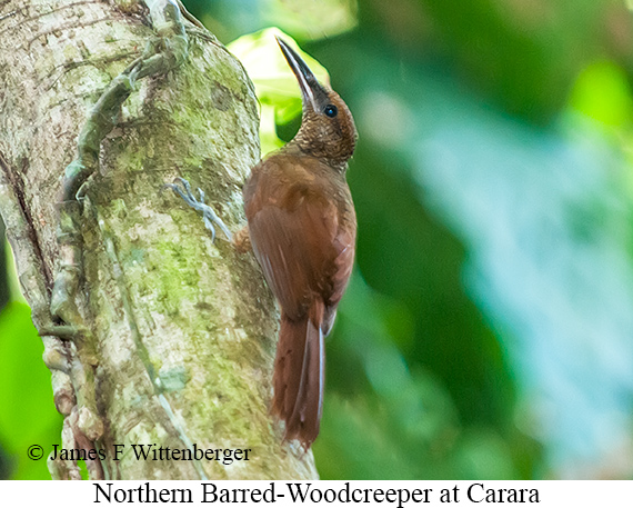 Northern Barred-Woodcreeper - &copy; James F Wittenberger and Exotic Birding LLC