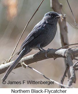 Northern Black-Flycatcher - © James F Wittenberger and Exotic Birding LLC Northern Black-Flycatcher - © James F Wittenberger and Exotic Birding LLC