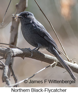 Northern Black-Flycatcher - © James F Wittenberger and Exotic Birding LLC