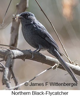 Northern Black-Flycatcher - © James F Wittenberger and Exotic Birding LLC Northern Black-Flycatcher - © James F Wittenberger and Exotic Birding LLC