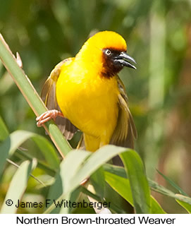 Northern Brown-throated Weaver - © James F Wittenberger and Exotic Birding LLC Northern Brown-throated Weaver - © James F Wittenberger and Exotic Birding LLC