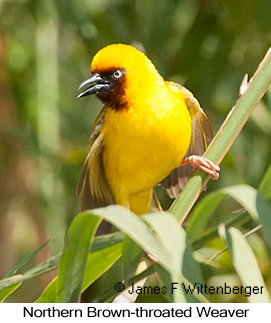 Northern Brown-throated Weaver - © James F Wittenberger and Exotic Birding LLC