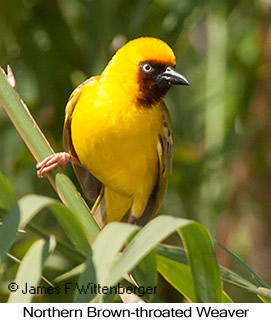 Northern Brown-throated Weaver - © James F Wittenberger and Exotic Birding LLC