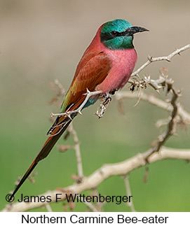 Northern Carmine Bee-eater - © James F Wittenberger and Exotic Birding LLC Northern Carmine Bee-eater - © James F Wittenberger and Exotic Birding LLC