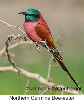 Northern Carmine Bee-eater - © James F Wittenberger and Exotic Birding LLC