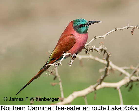 Northern Carmine Bee-eater - © James F Wittenberger and Exotic Birding LLC Northern Carmine Bee-eater - © James F Wittenberger and Exotic Birding LLC