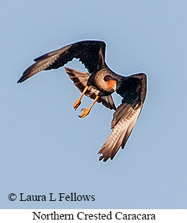 Crested Caracara - © Laura L Fellows and Exotic Birding LLC