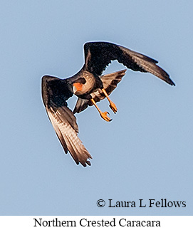 Crested Caracara - © Laura L Fellows and Exotic Birding LLC