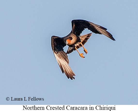 Crested Caracara - © Laura L Fellows and Exotic Birding LLC