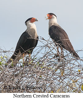 Crested Caracara - © Laura L Fellows and Exotic Birding LLC Crested Caracara - © Laura L Fellows and Exotic Birding LLC