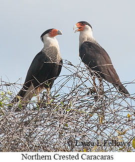 Crested Caracara - © Laura L Fellows and Exotic Birding LLC