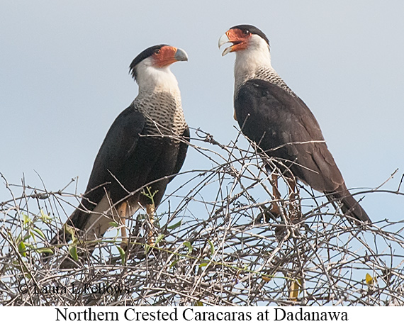 Crested Caracara - © Laura L Fellows and Exotic Birding LLC