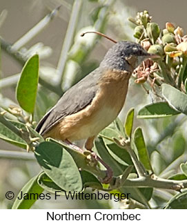 Northern Crombec - © James F Wittenberger and Exotic Birding LLC Northern Crombec - © James F Wittenberger and Exotic Birding LLC