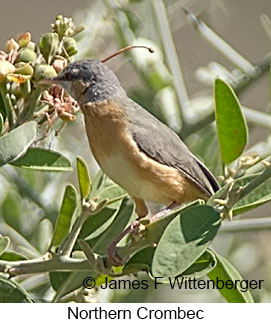 Northern Crombec - © James F Wittenberger and Exotic Birding LLC