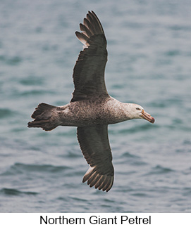 Northern Giant-Petrel - Courtesy Argentina Wildlife Expeditions