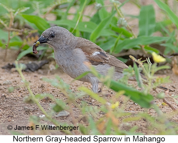 Northern Gray-headed Sparrow - © James F Wittenberger and Exotic Birding LLC