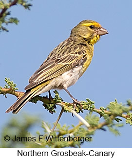 Northern Grosbeak-Canary - © James F Wittenberger and Exotic Birding LLC Northern Grosbeak-Canary - © James F Wittenberger and Exotic Birding LLC