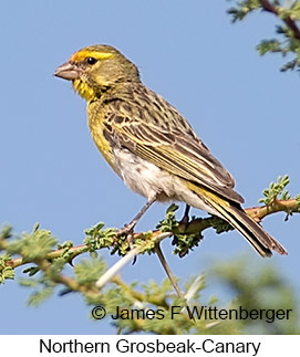 Northern Grosbeak-Canary - © James F Wittenberger and Exotic Birding LLC