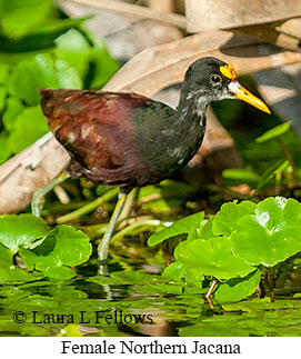 Northern Jacana - © Laura L Fellows and Exotic Birding Tours Northern Jacana - © Laura L Fellows and Exotic Birding Tours