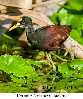 Northern Jacana - © Laura L Fellows and Exotic Birding LLC