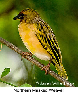 Northern Masked-Weaver - © James F Wittenberger and Exotic Birding Tours Northern Masked-Weaver - © James F Wittenberger and Exotic Birding Tours