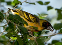 Northern Masked-Weaver - © Laura L Fellows and Exotic Birding Tours Northern Masked-Weaver - © Laura L Fellows and Exotic Birding Tours