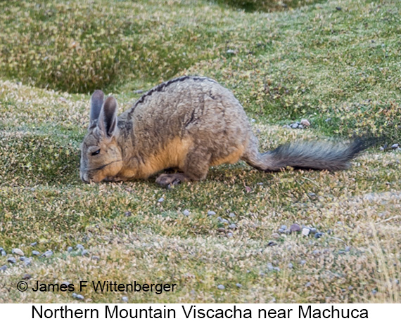 Northern Mountain Viscacha - © James F Wittenberger and Exotic Birding LLC Northern Mountain Viscacha - © James F Wittenberger and Exotic Birding LLC