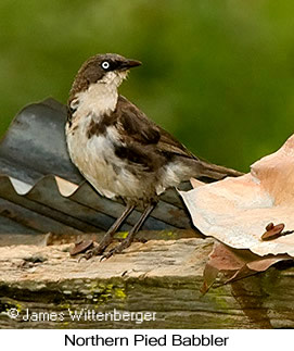 Northern Pied-Babbler - © James F Wittenberger and Exotic Birding Tours Northern Pied-Babbler - © James F Wittenberger and Exotic Birding Tours