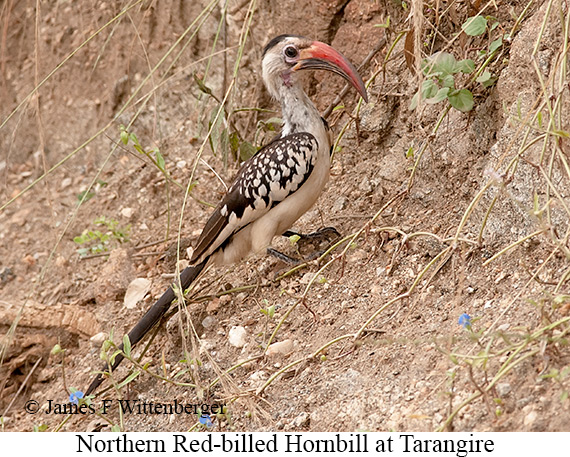 Northern Red-billed Hornbill - © James F Wittenberger and Exotic Birding LLC