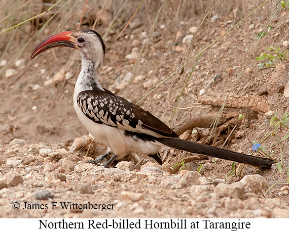 Northern Red-billed Hornbill - © James F Wittenberger and Exotic Birding LLC