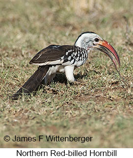 Northern Red-billed Hornbill - © James F Wittenberger and Exotic Birding LLC Northern Red-billed Hornbill - © James F Wittenberger and Exotic Birding LLC