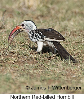 Northern Red-billed Hornbill - © James F Wittenberger and Exotic Birding LLC
