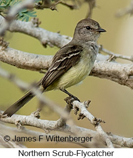 Northern Scrub-Flycatcher - © James F Wittenberger and Exotic Birding LLC Northern Scrub-Flycatcher - © James F Wittenberger and Exotic Birding LLC