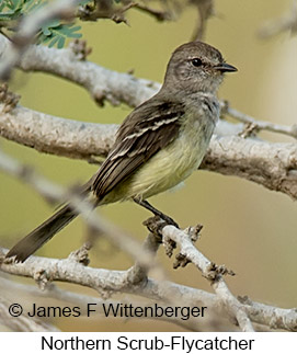 Northern Scrub-Flycatcher - © James F Wittenberger and Exotic Birding LLC