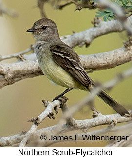 Northern Scrub-Flycatcher - © James F Wittenberger and Exotic Birding LLC